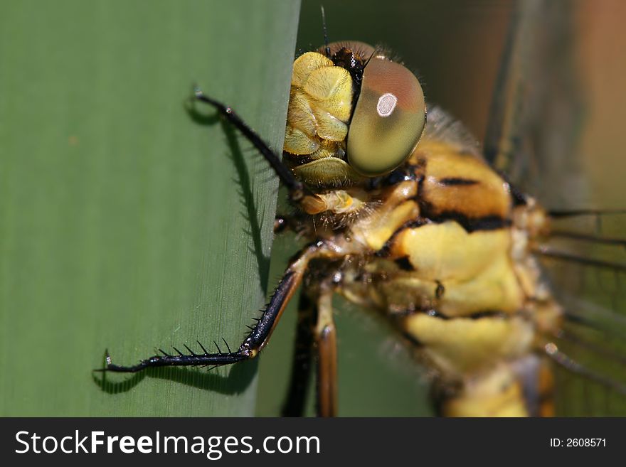 Macro of yellow dragonfly with big eyes. Macro of yellow dragonfly with big eyes