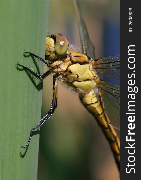 Macro of yellow dragonfly on stalk of reed. Macro of yellow dragonfly on stalk of reed