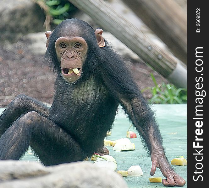 Portrait of young nice chimpanzee. Portrait of young nice chimpanzee