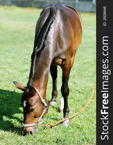 Horse eating grass on a sunny day