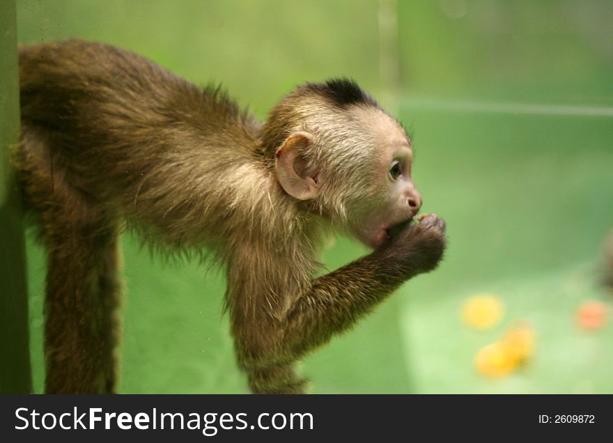 Monkey-cub eat something (close-up, side view)