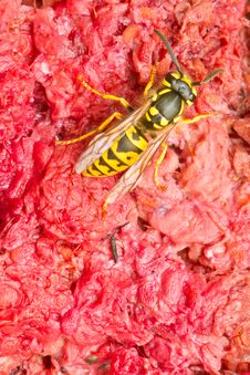 Wasp On Red Royalty Free Stock Photography