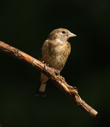 Goldfinch Stock Photo
