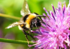 Bumblebee Royalty Free Stock Images