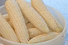 Fresh Picked Corn In A Bucket Royalty Free Stock Photo Fresh Picked Corn In A Bucket Royalty Free Stock Photo