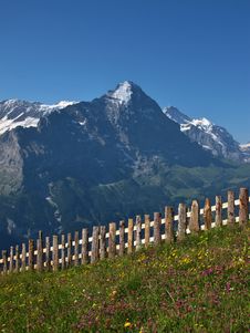 Meadow With Flowers In Front Of The Eiger Royalty Free Stock Photography Meadow With Flowers In Front Of The Eiger Royalty Free Stock Photography