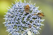 Bees On Thistle Stock Photos Bees On Thistle Stock Photos