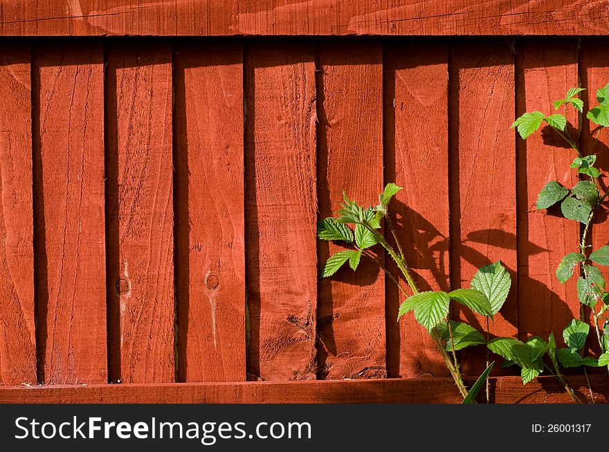 Plant red background fence