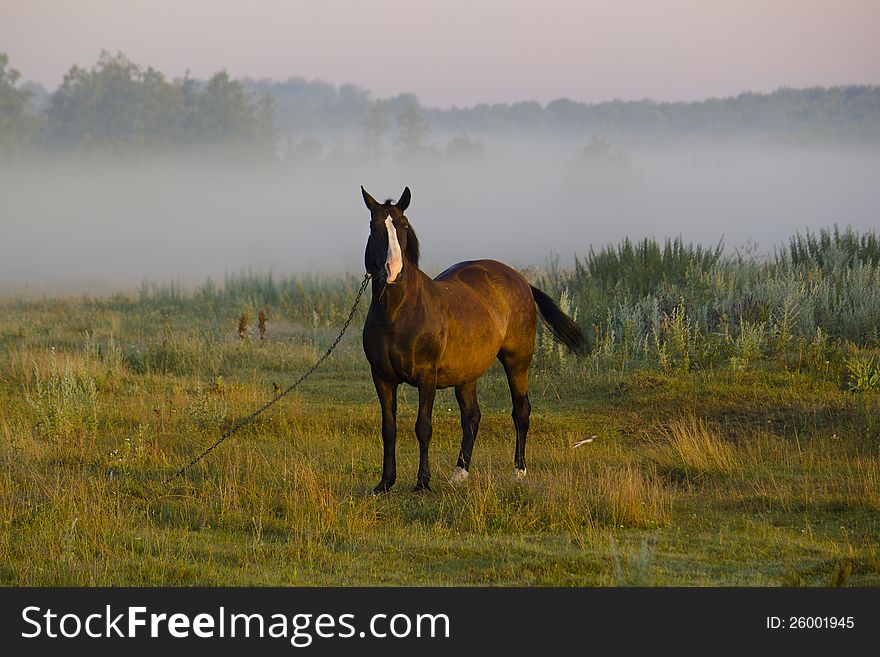 Ginger is a horse in a pasture in the early morning fog on the background. Ginger is a horse in a pasture in the early morning fog on the background.