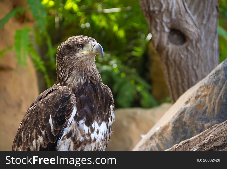Eagle In Jungle Park 2