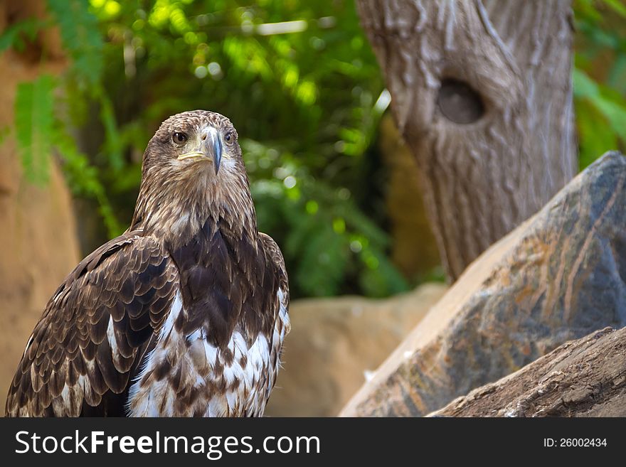 Eagle in Jungle Park. Tenerife Island.