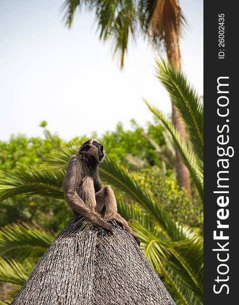 Monkey in Jungle Park. Tenerife Island.
