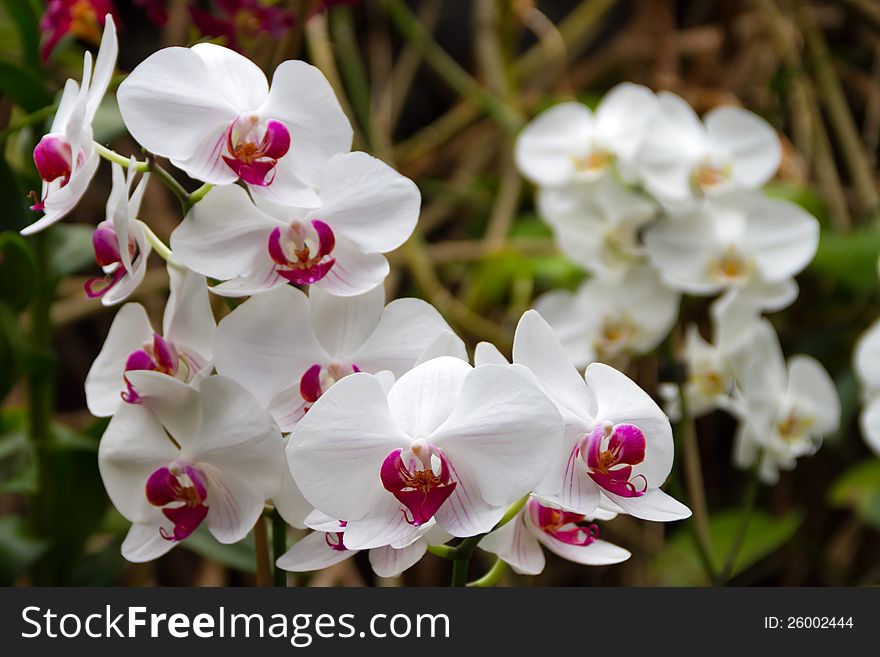 Orchids In Loro Park