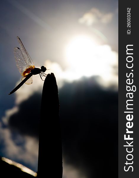 Silhouette of dragonfly and sun background