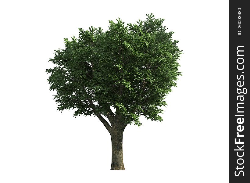 Tree Isolated On A White Background