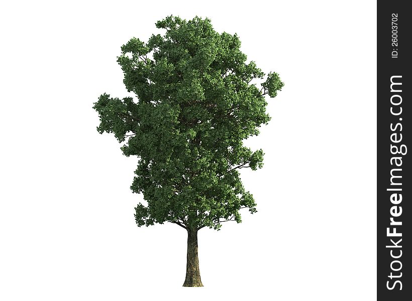 Tree isolated on a white background