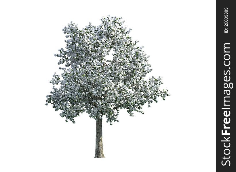 Green Tree isolated on a white background