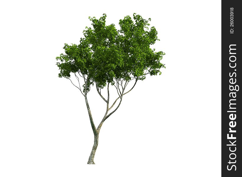 Tree isolated on a white background