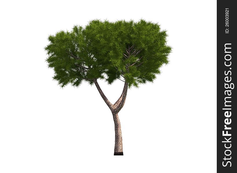 Tree Isolated On A White Background