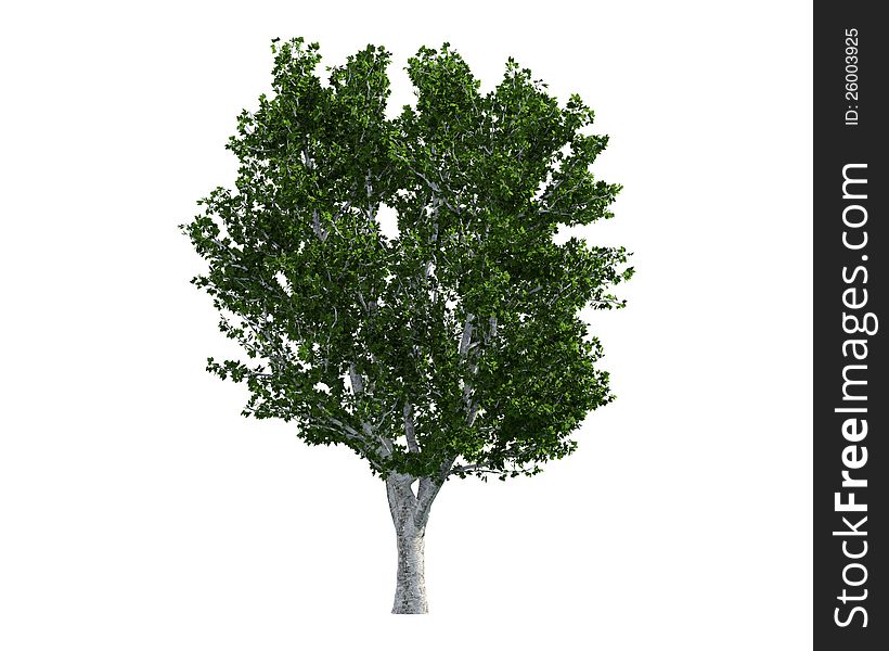 Green Tree isolated on a white background