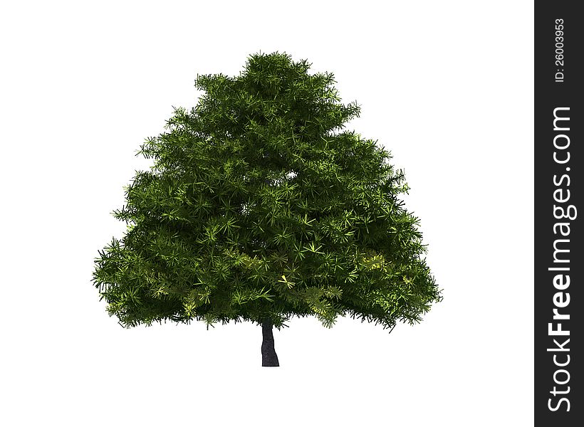 Tree isolated on a white background