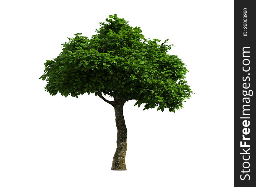 Green Tree isolated on a white background