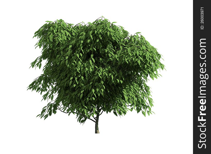 Green Tree isolated on a white background