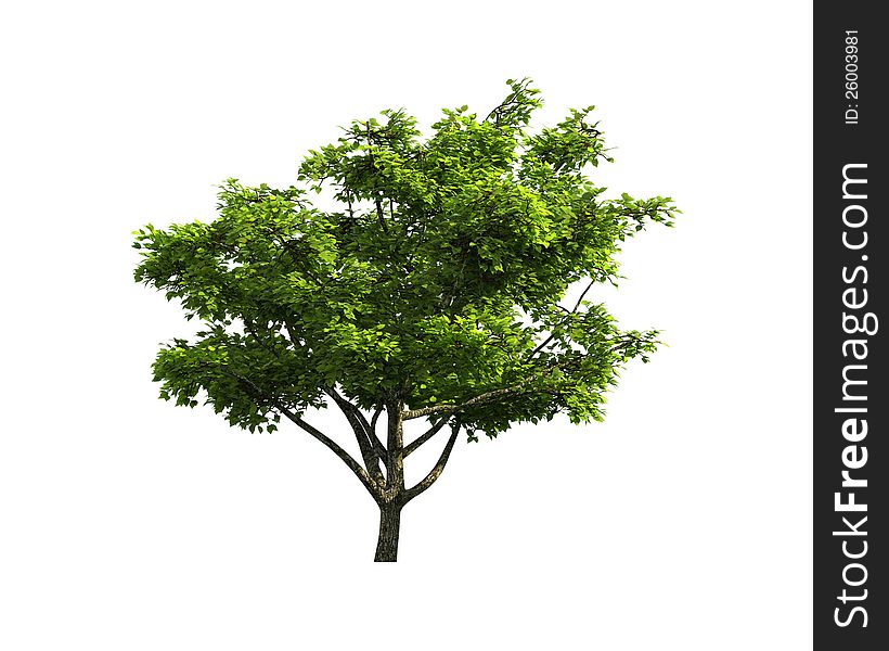 Green Tree isolated on a white background