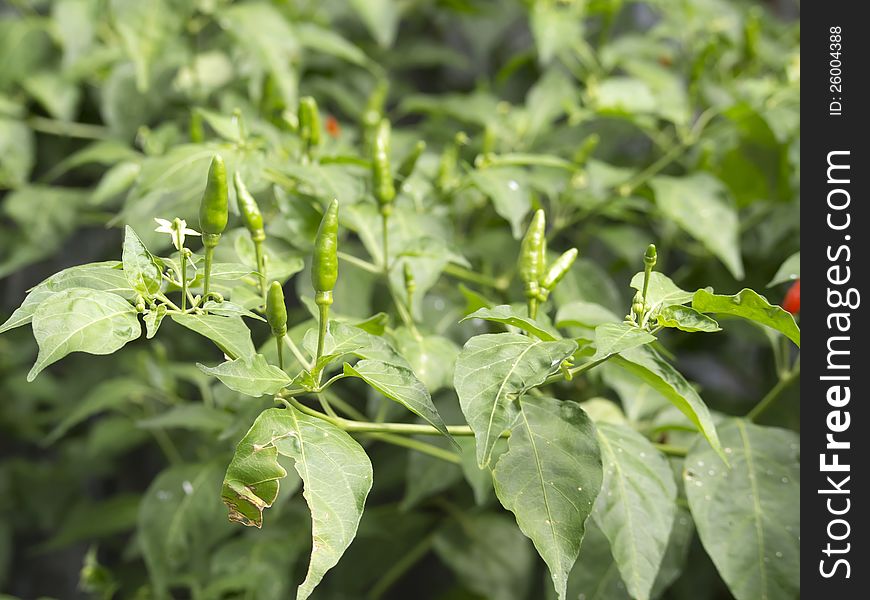 Chili pepper on the plant