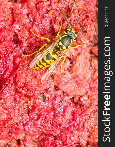 Wasp on a crushed red raspberry background. Wasp on a crushed red raspberry background