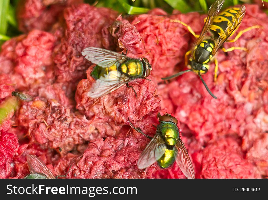 Two green flies and wasp on a crashed red raspberry background. Two green flies and wasp on a crashed red raspberry background