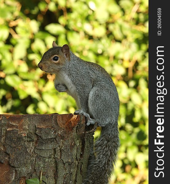 Portrait of a Grey Squirrel in Autumn