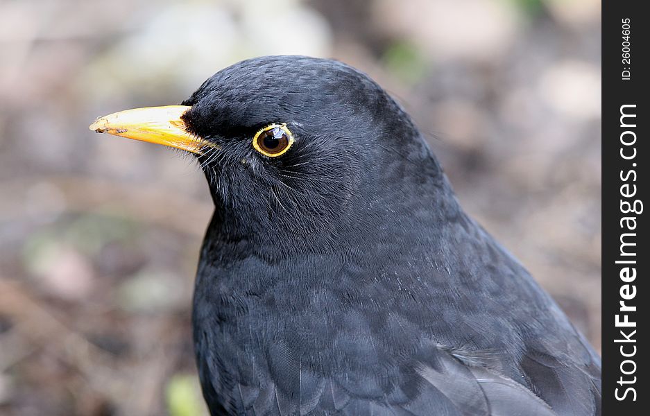 Portrait of a male Blackbird in spring