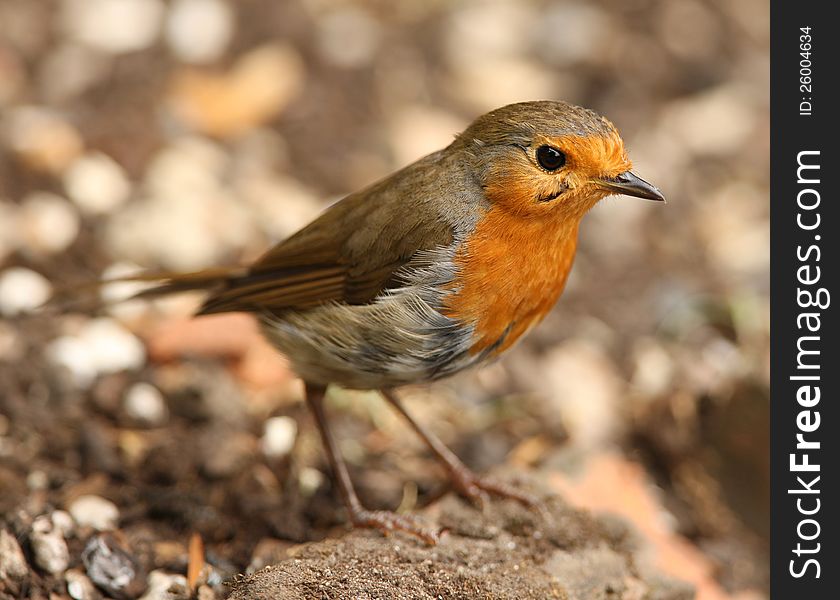 Prortrait of a Robin feeding