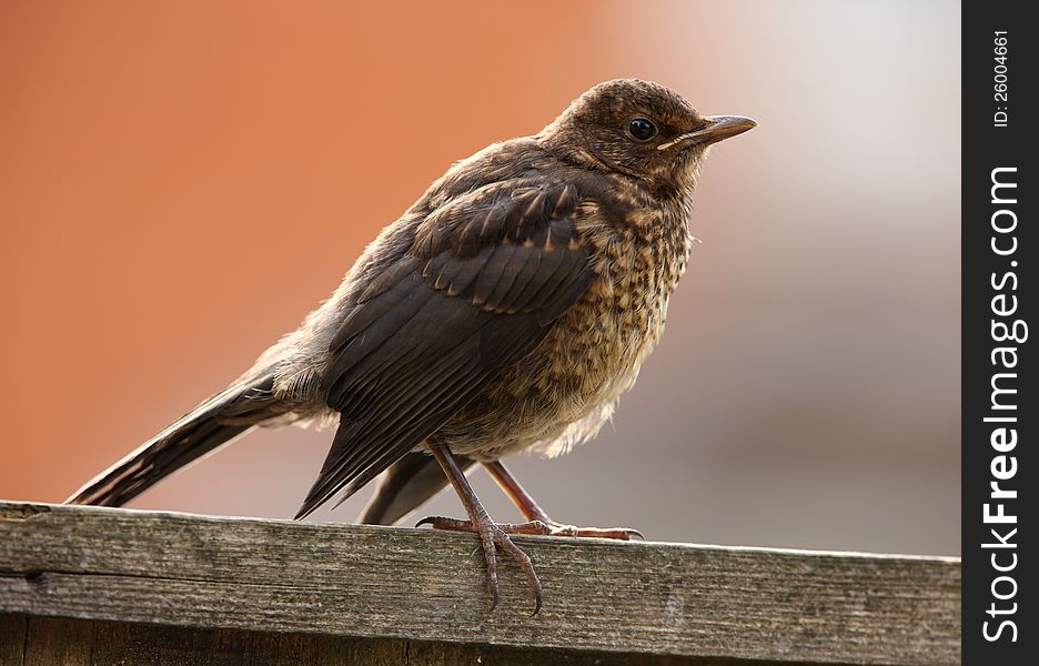 Portrait of a young Blackbird waiting to be fed