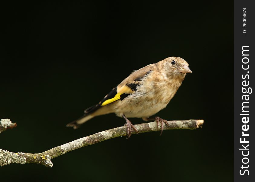 Portrait of a femail Goldfinch