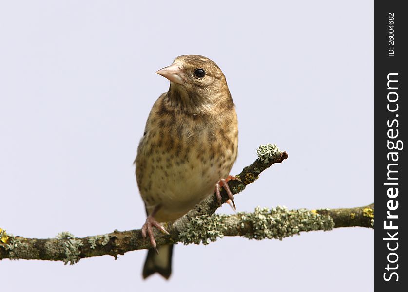 Portrait of a young Goldfinch