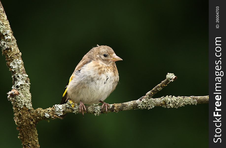 Portrait of a young Goldfinch