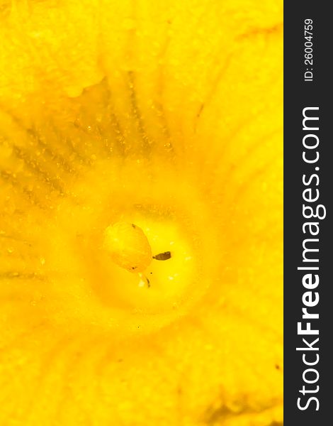 Yellow pumpkin flower close-up