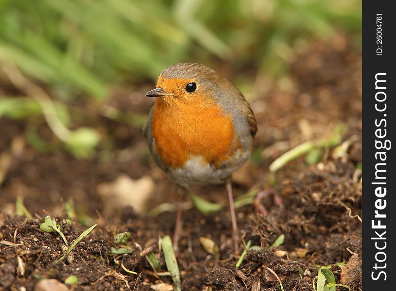 Prortrait of a Robin feeding