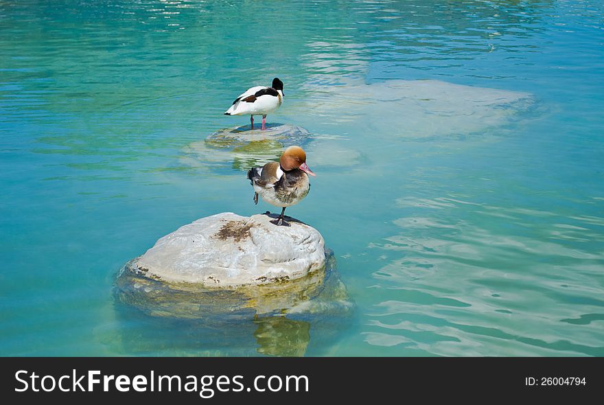 Red Crested Duck on a stone. Red Crested Duck on a stone