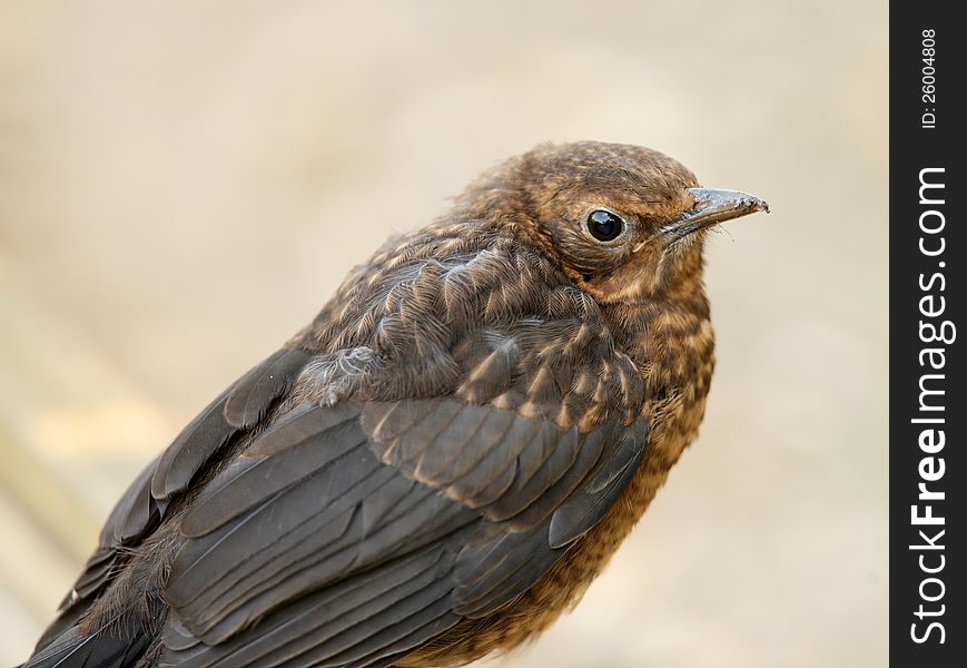 Portrait of a young Blackbird waiting to be fed