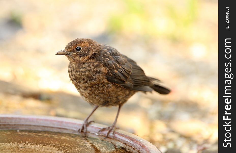 Portrait of a young Blackbird drinking