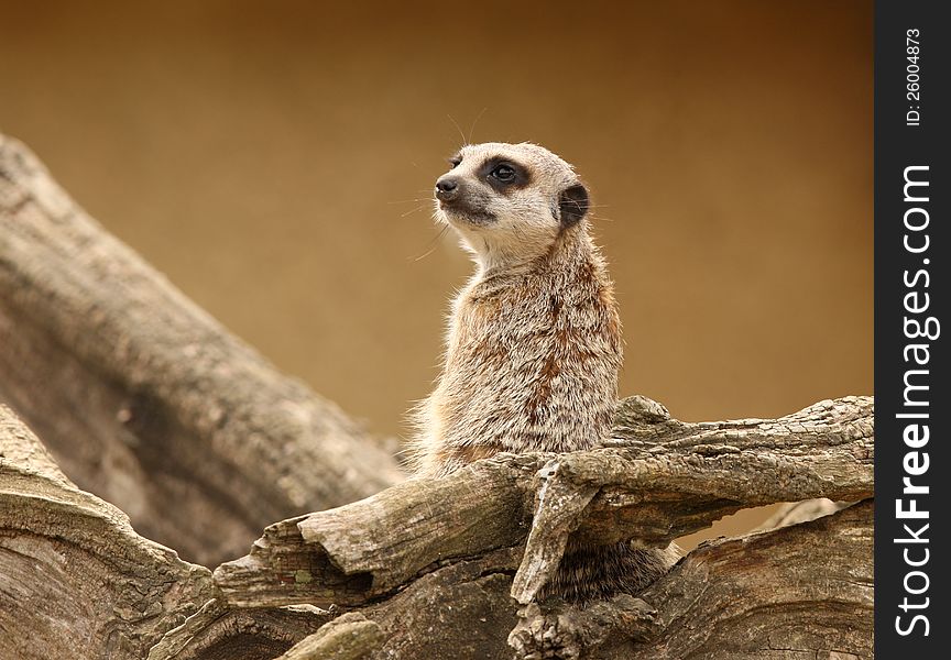 Close up of a male Meerkat standing guard