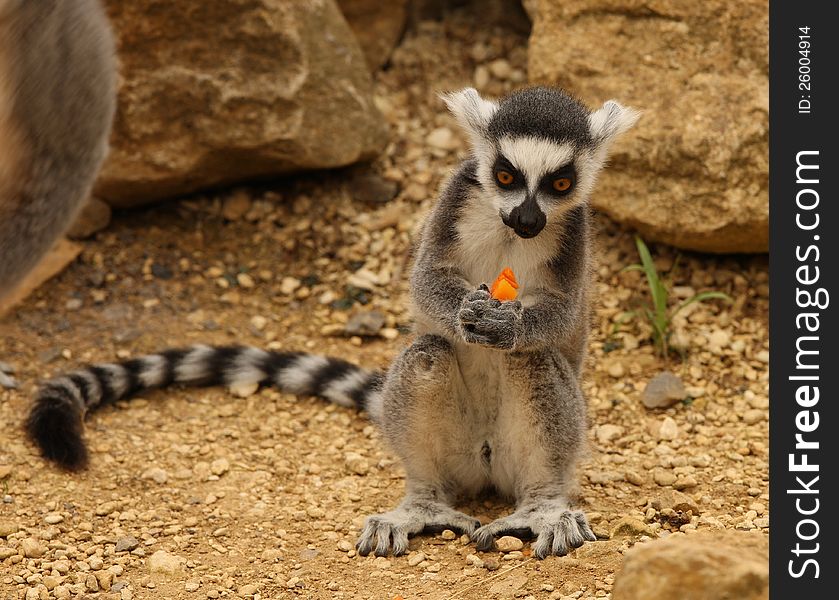 A young Meerkat enjoying a meal