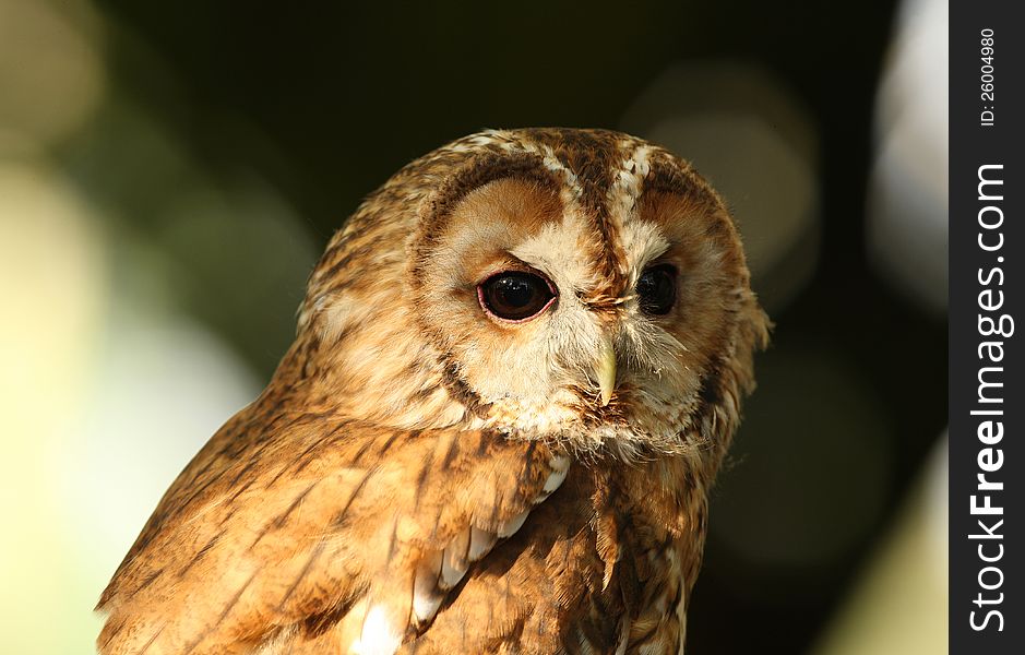 Portrait of a Tawny Owl