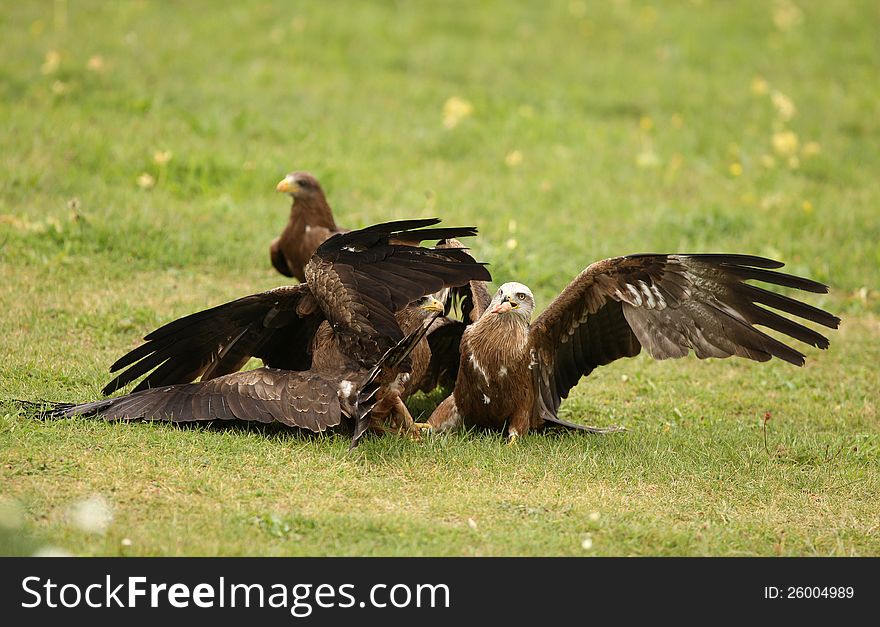 Black Kites fighting over a meal