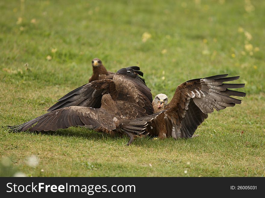 Black Kites fighting over a meal