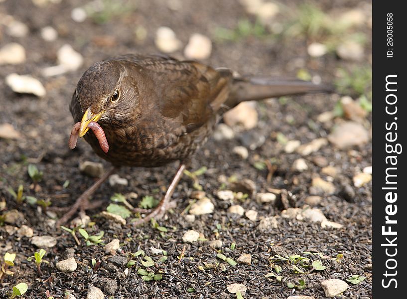 Close up of a female Blackbird  collecting worms to feed her young