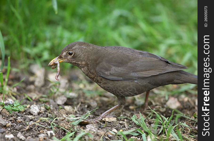 Close up of a female Blackbird  collecting worms to feed her young